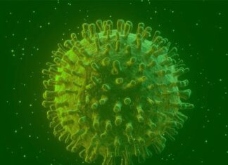 Infectados por Covid-19 podem gerar anticorpos permanentes Infectados por Covid-19 podem gerar anticorpos permanentes