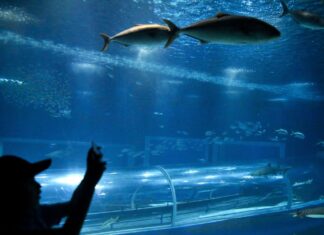 Projeto que leva crianças a museus é retomado de forma virtual Projeto que leva crianças a museus é retomado de forma virtual no Rio