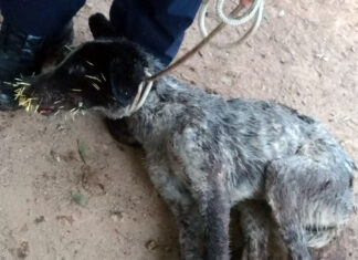Patrulha de Proteção Animal socorre cães em situação de maus tratos em Ajapi Patrulha de Proteção Animal socorre cães em situação de maus tratos em Ajapi