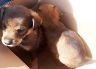 GCM é acionada e realiza operação para averiguar supostos casos de maus tratos a animais GCM é acionada e realiza operação para averiguar supostos casos de maus tratos a animais