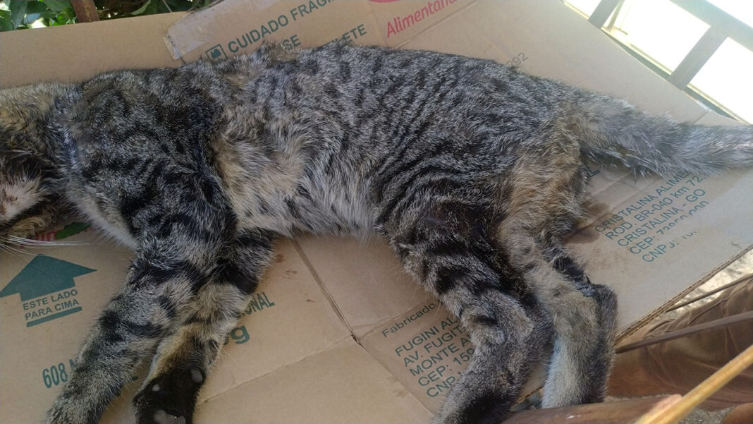 Patrulha Animal da GCM socorre gato envenenado no Jardim Novo