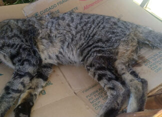 Patrulha Animal da GCM socorre gato envenenado no Jardim Novo Patrulha Animal da GCM socorre gato envenenado no Jardim Novo