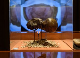 Exposição apresenta o mundo de Charles Darwin Exposição apresenta o mundo de Charles Darwin