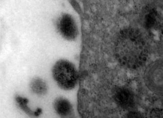 Covid-19: anticorpos podem durar até 12 meses após infecção Covid-19: anticorpos podem durar até 12 meses após infecção