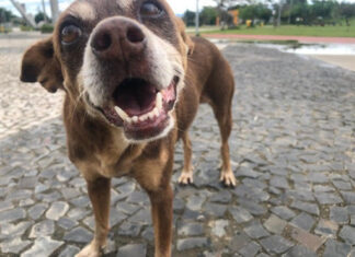 Bem-estar animal é tema de palestra na GCM de Rio Claro GCM: Palestra sobre maus tratos e bem estar animal é ministrada aos guardas