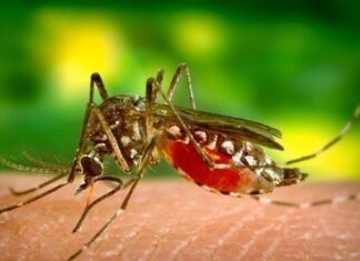 Rio Claro tem três novos casos de dengue Rio Claro tem três novos casos de dengue