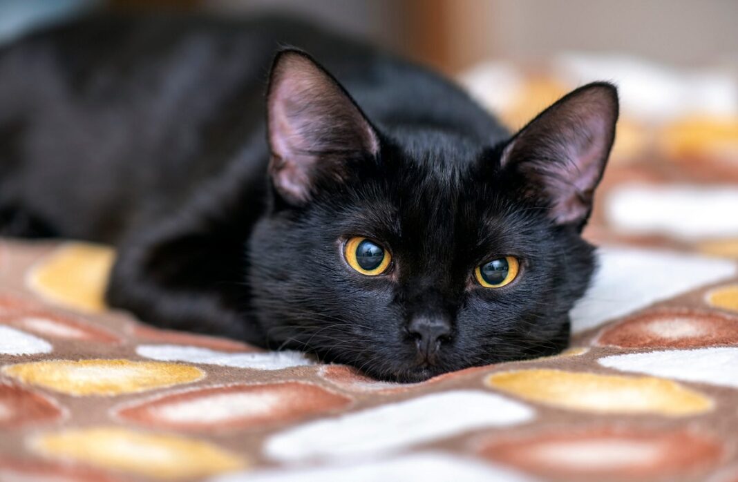 Sexta-feira 13 é um perigo para os gatos pretos