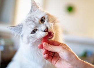 Como cuidar da imunidade do seu pet? Confira dicas de especialistas Como cuidar da imunidade do seu pet? Confira dicas de especialistas