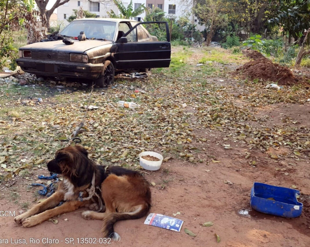 GCM e Canil Municipal resgatam cão que sofria maus tratos