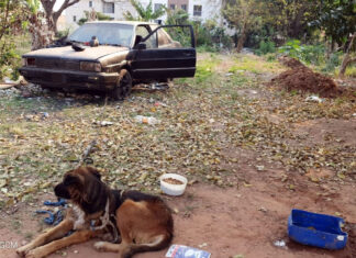 GCM e Canil Municipal resgatam cão que sofria maus tratos GCM e Canil Municipal resgatam cão que sofria maus tratos