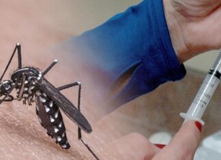 Vacina contra chikungunya do Butantan tem 98,5% de eficácia Vacina contra chikungunya do Butantan tem 98,5% de eficácia