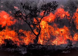 Museu Afro Brasil realiza exposição com 600 fotografias Museu Afro Brasil realiza exposição com 600 fotografias