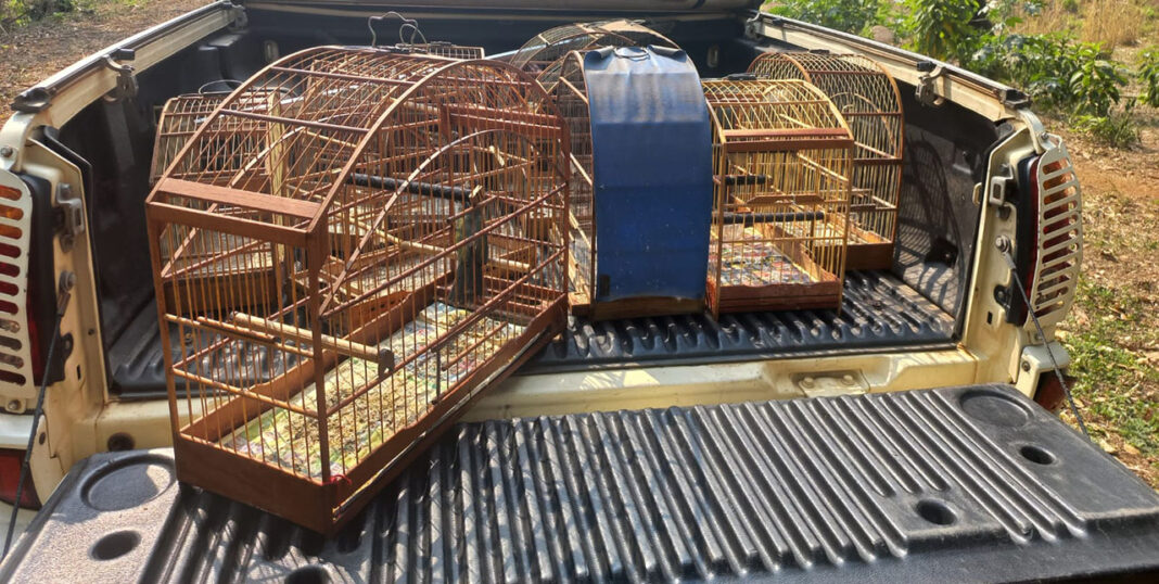 Polícia Ambiental de Rio Claro resgata 11 aves silvestres mantidas ilegalmente em cativeiro