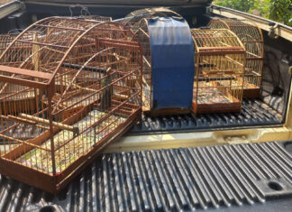 Polícia Ambiental de Rio Claro resgata 11 aves silvestres mantidas ilegalmente em cativeiro Polícia Ambiental de Rio Claro resgata 11 aves silvestres mantidas ilegalmente em cativeiro