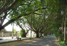 Rio Claro ainda não possui um Plano de Arborização; Entenda sua importância