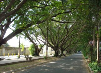 Rio Claro ainda não possui um Plano de Arborização; Entenda sua importância