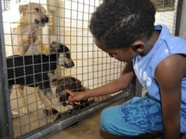 Lei proíbe o sacrifício de animais por canis e zoonoses