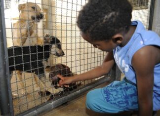 Lei proíbe o sacrifício de animais por canis e zoonoses Lei proíbe o sacrifício de animais por canis e zoonoses