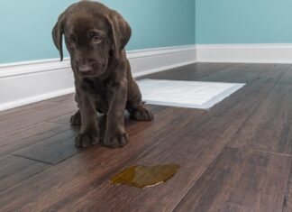 Confira três etapas para treinar seu cachorro com o “penico” Confira três etapas para treinar seu cachorro com o "penico"