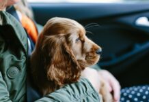 Cães podem nos ajudar a lidar com a depressão e a ansiedade Cães podem nos ajudar a lidar com a depressão e a ansiedade