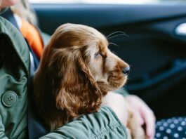 Cães podem nos ajudar a lidar com a depressão e a ansiedade