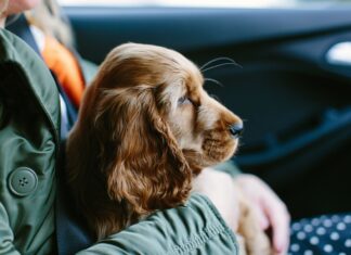Cães podem nos ajudar a lidar com a depressão e a ansiedade Cães podem nos ajudar a lidar com a depressão e a ansiedade