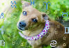 Veja o que o signo do seu cachorro diz sobre sua personalidade Veja o que o signo do seu cachorro diz sobre sua personalidade
