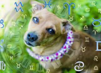 Veja o que o signo do seu cachorro diz sobre sua personalidade Veja o que o signo do seu cachorro diz sobre sua personalidade