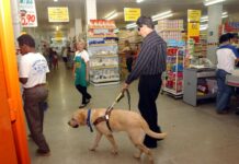 Cão-Guia: descubra curiosidades sobre o convívio com eles Cão-Guia: descubra curiosidades sobre o convívio com eles