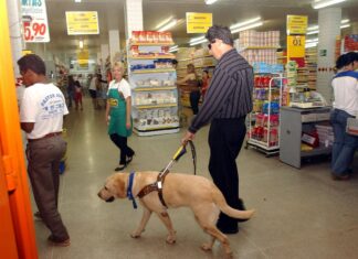 Cão-Guia: descubra curiosidades sobre o convívio com eles Cão-Guia: descubra curiosidades sobre o convívio com eles